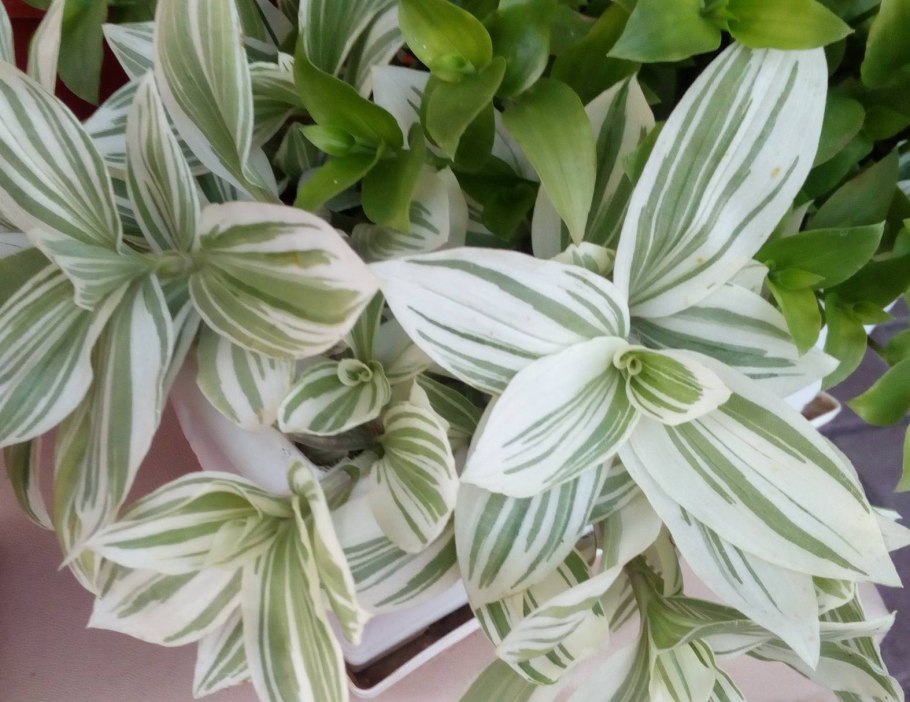 Традесканция Альбифлора