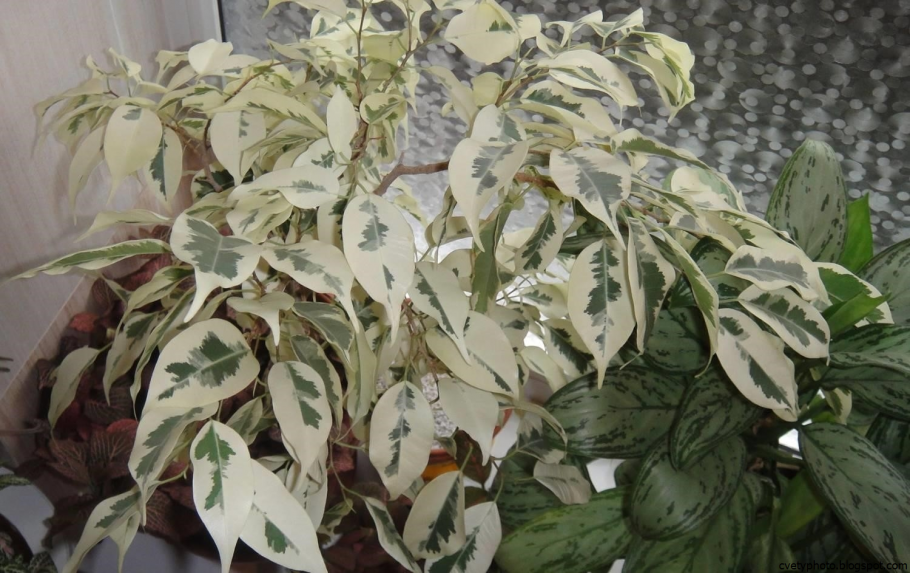 Фикус Старлайт де гантель