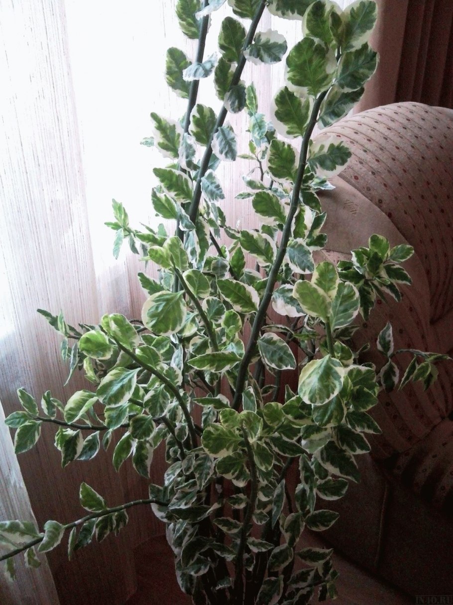 Hypoestes phyllostachya