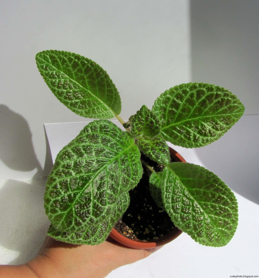 Эписция зеленая