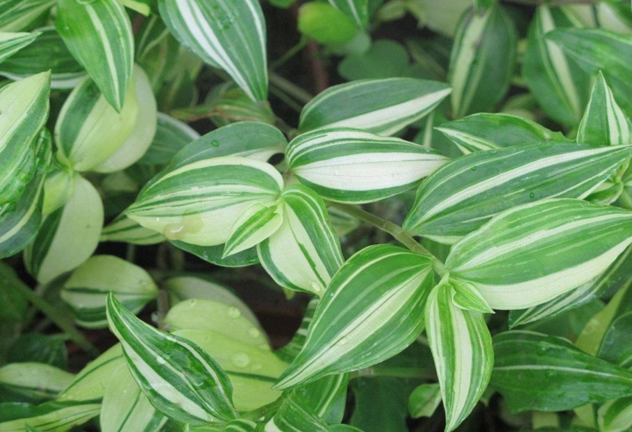 Традесканция albiflora Aurea