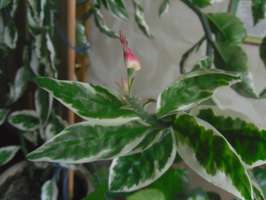 Фикус педилантус