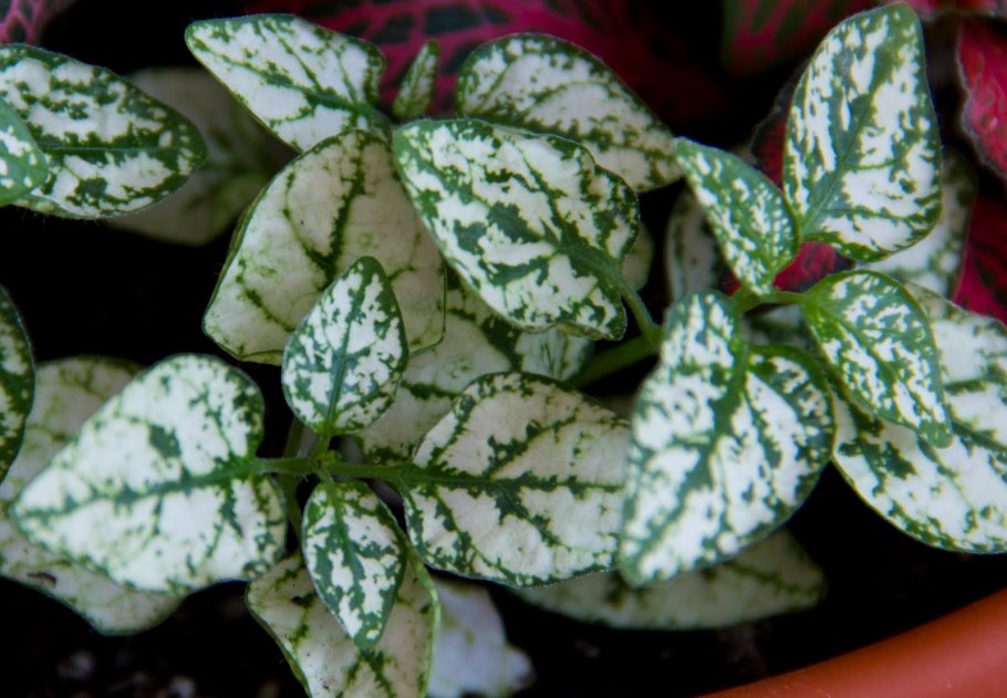 Фиттония гипоэстес