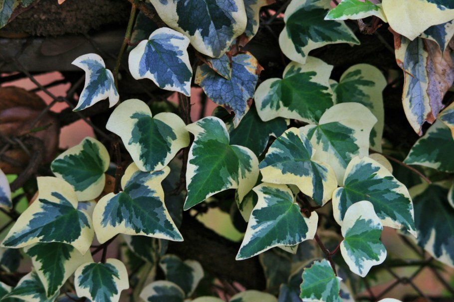 Плющ Хедера пестролистный