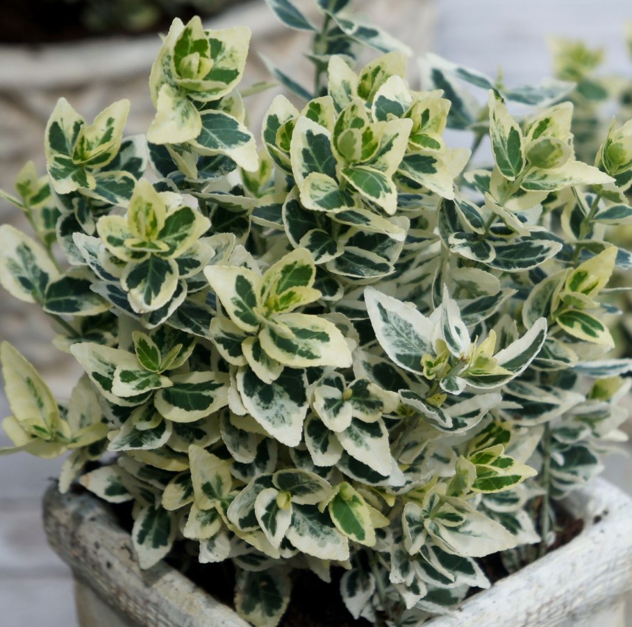 Хоста зеленая