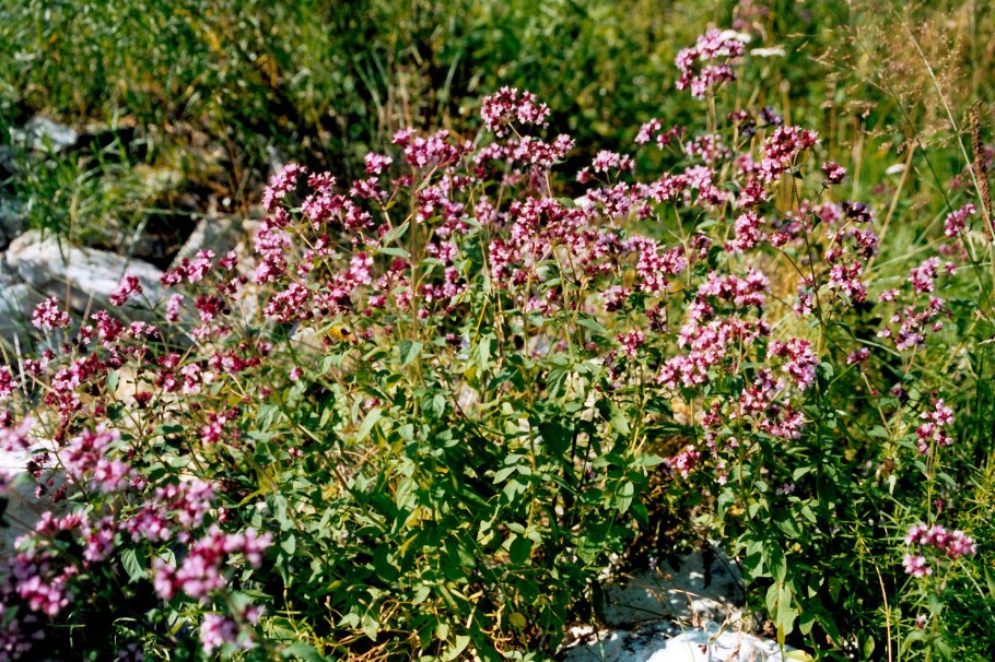 Душица обыкновенная (Origanum vulgare)
