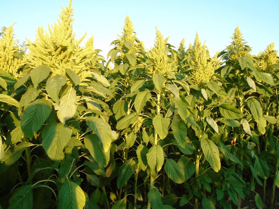 Амарант щирица