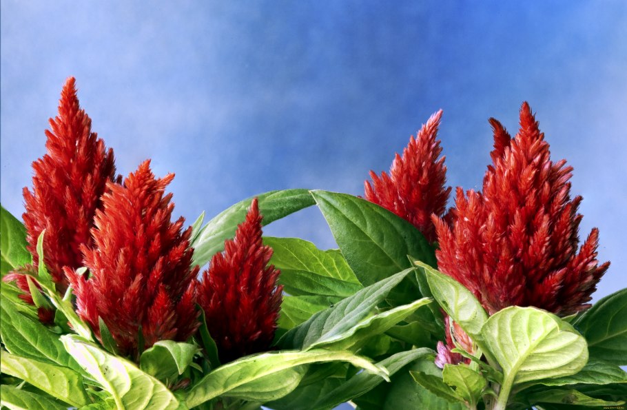 Амарант метельчатый Оешберг