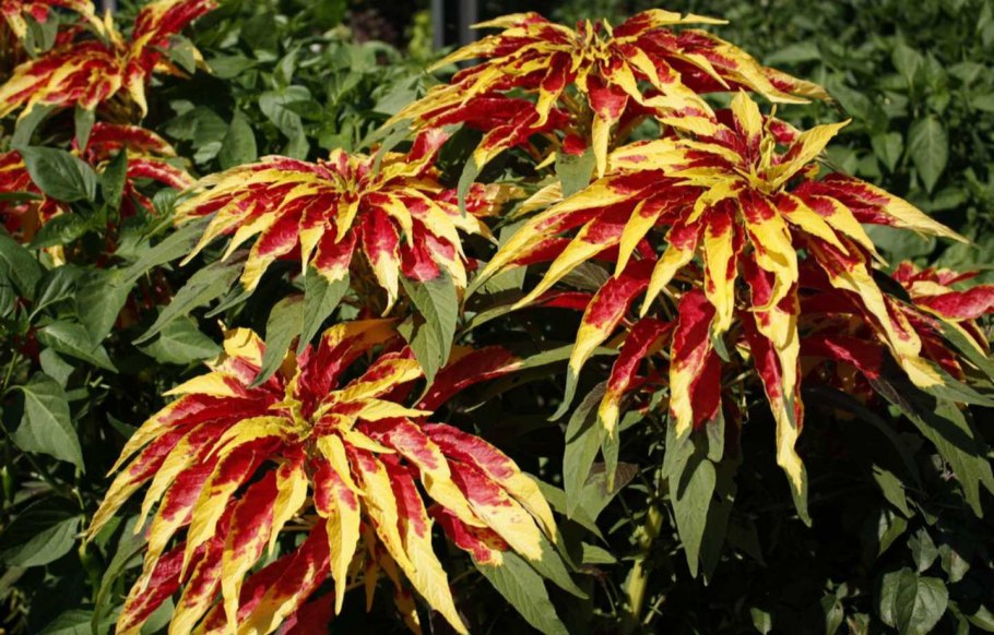 Амарант трехцветный иллюминация