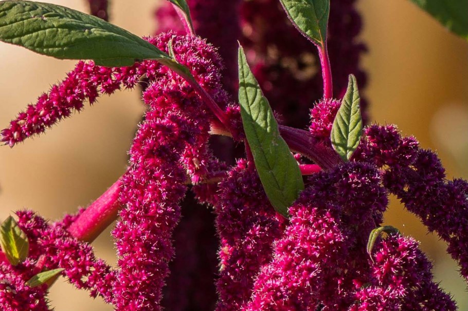 Амарант растение