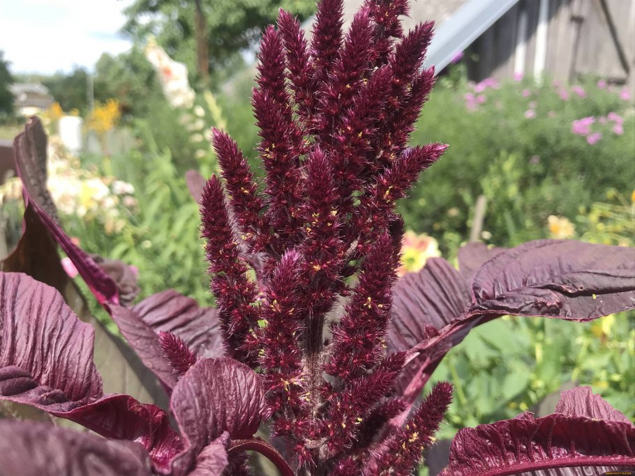 Амарант краснолистный