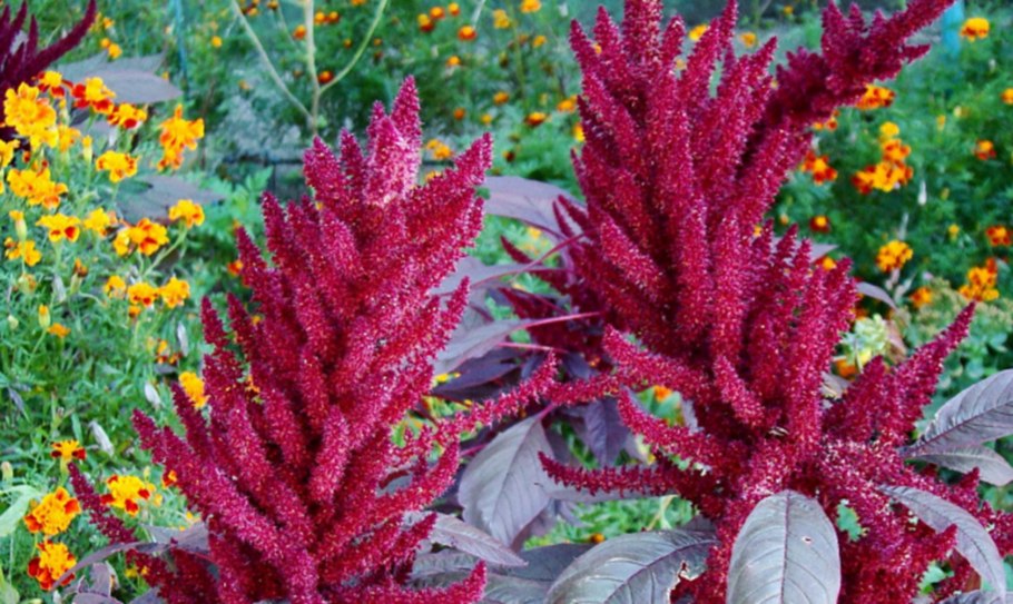 Амарант трехцветный иллюминация