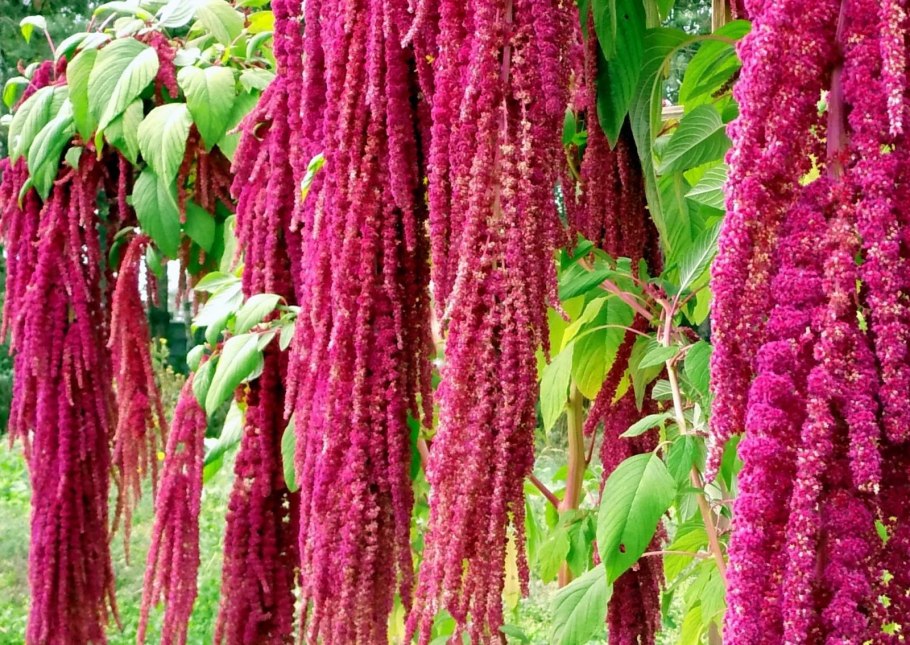 Amaranthus caudatus