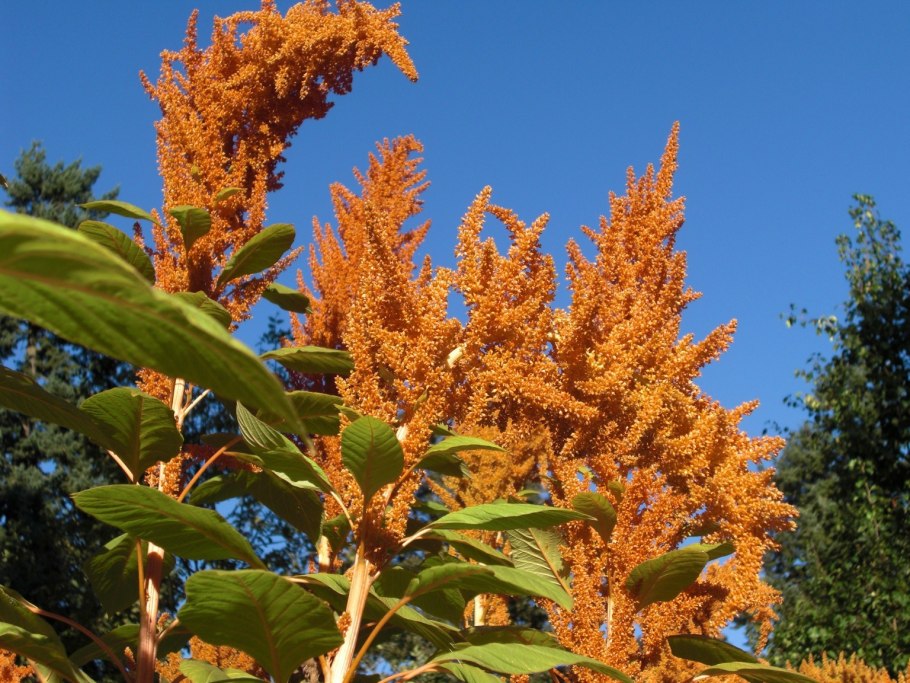 Амарант дредлокс