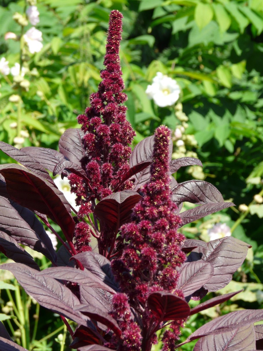 Амарант метельчатый