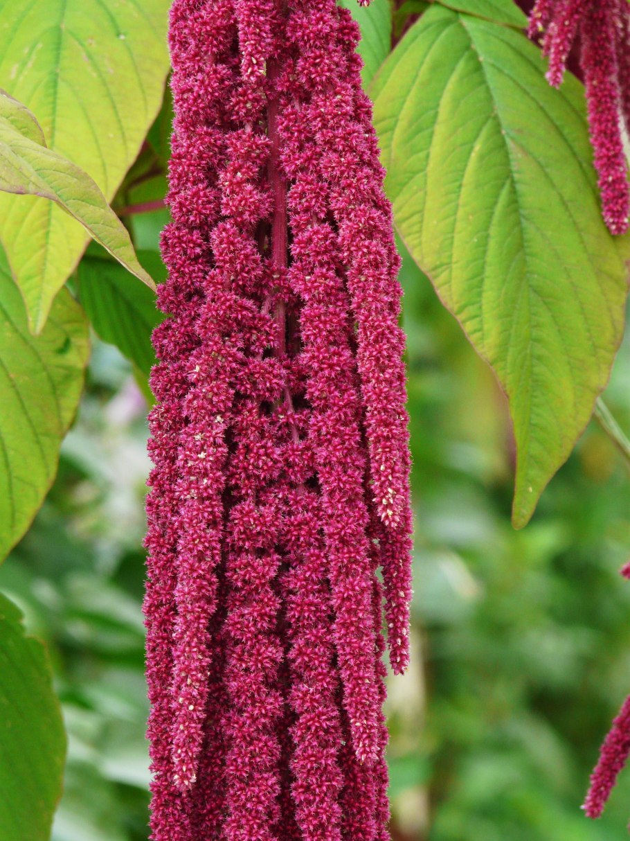 Амарантус хвостатый (щирица)