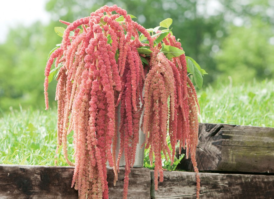 Амарант щирица