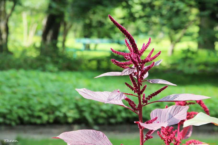 Амарант хвостатый щирица