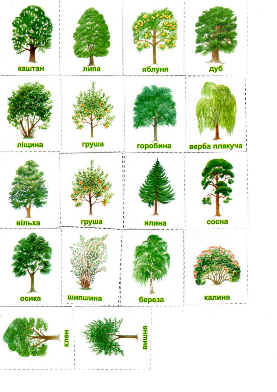 Деревья картинки для детей с названиями