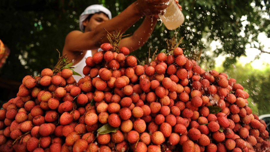 Манго индийское (Mangifera Indica)