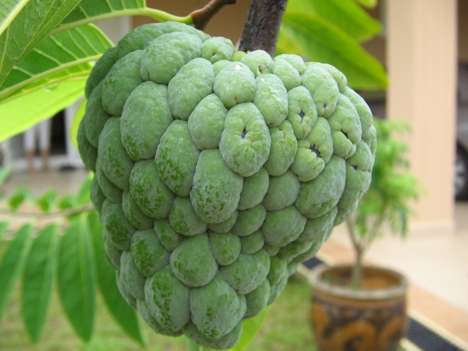 Custard Apple фрукт