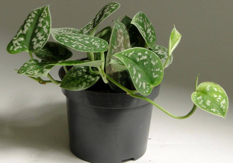 Лиана Эпипремнум