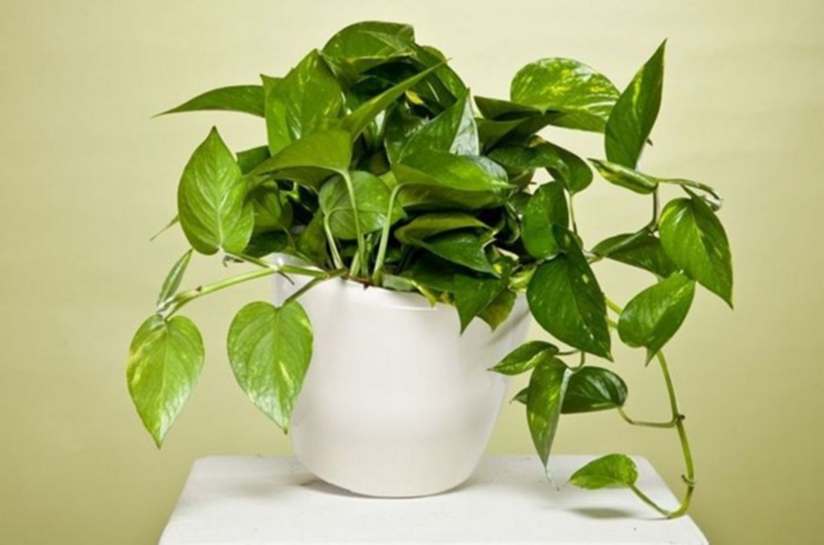 Эпипремнум Голден Лотос