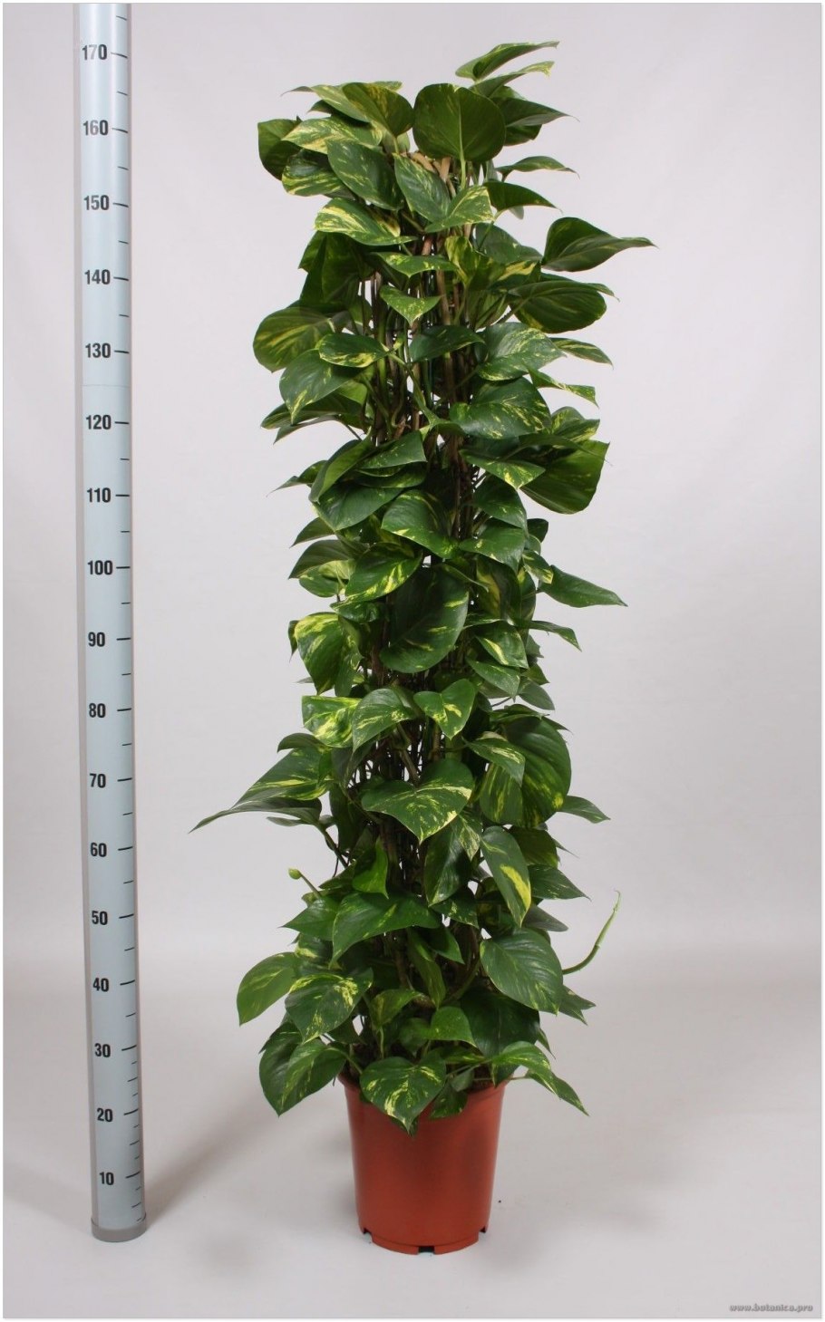 Сциндапсус расписной (Scindapsus pictus)