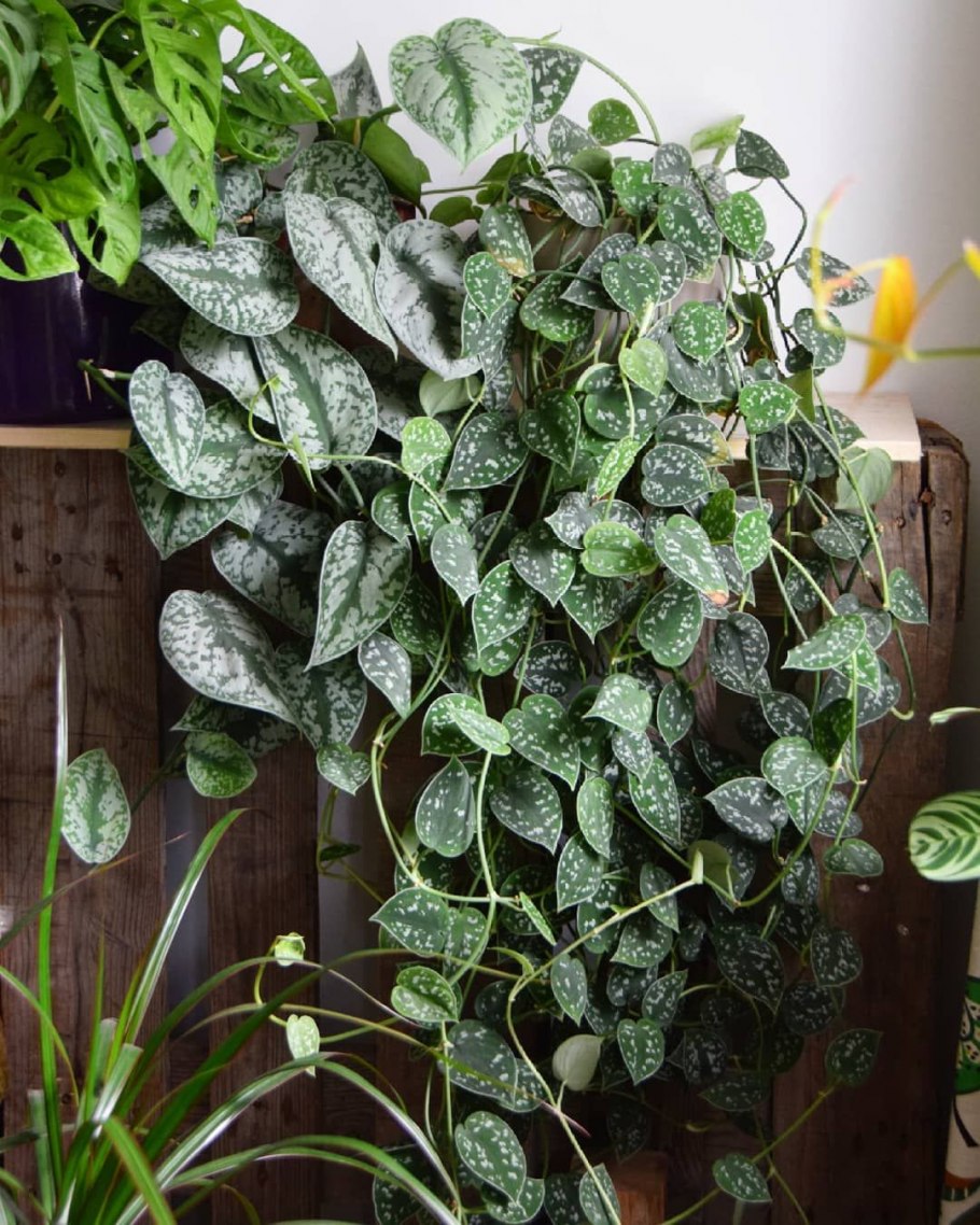 Сциндапсус Потос