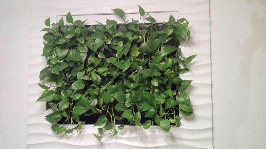 Лиана Эпипремнум