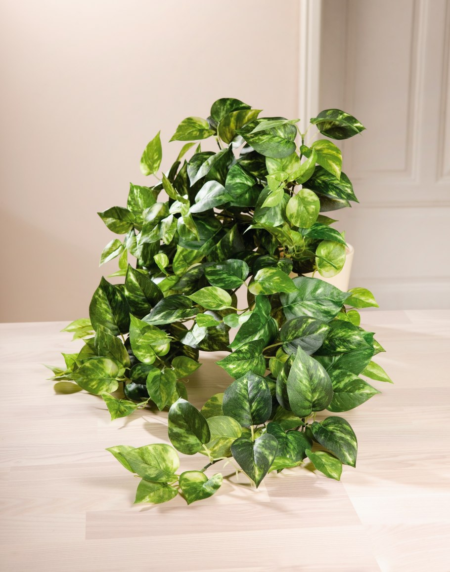 Лиана Эпипремнум