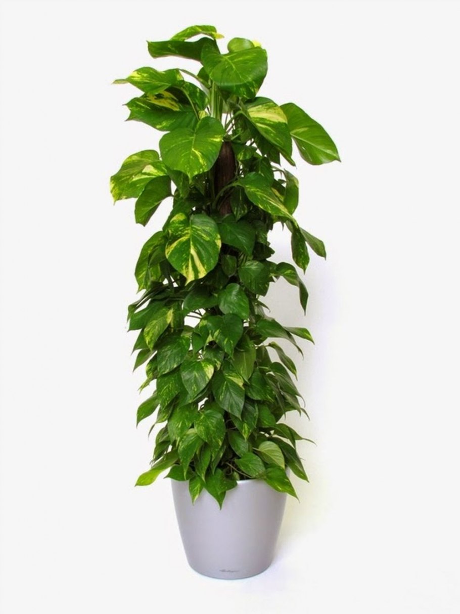 Сциндапсус (Эпипремнум)