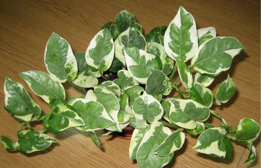 Сциндапсус расписной Пиктус