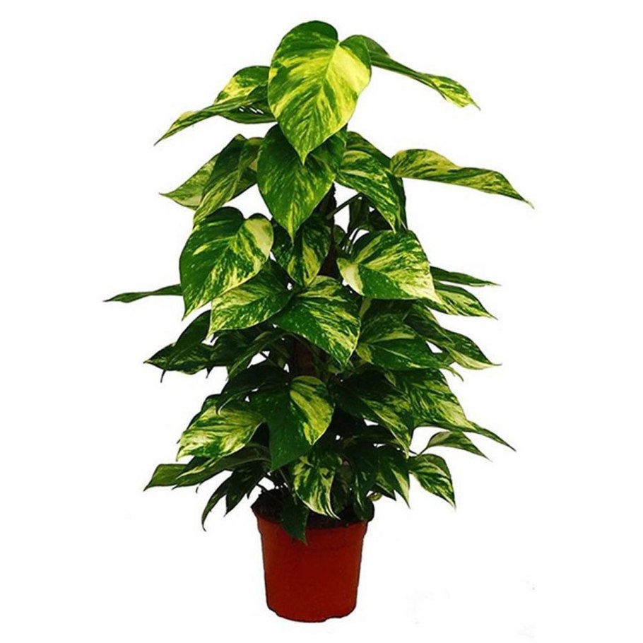 Лиана Эпипремнум Энергетика