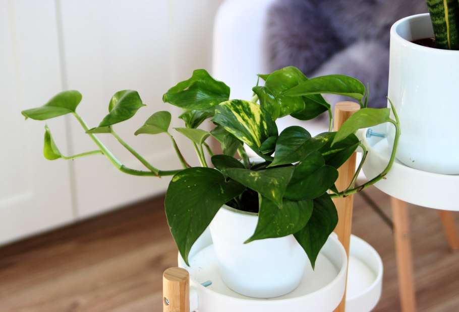 Сциндапсус расписной (Scindapsus pictus)