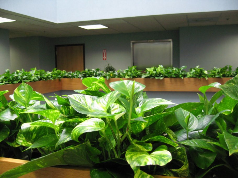 Сциндапсус Марбл Квин