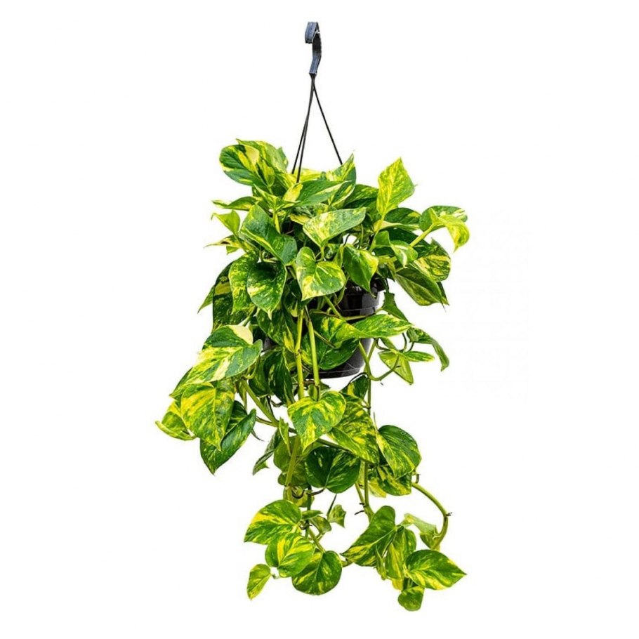 Лиана сциндапсус Эпипремнум