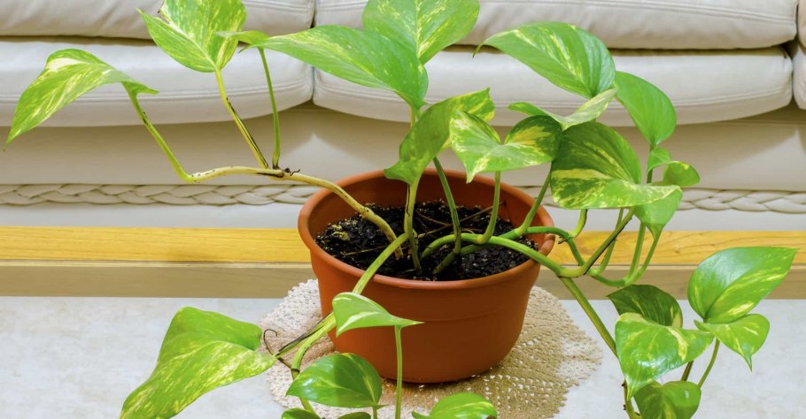 Сциндапсус Марбл Квин