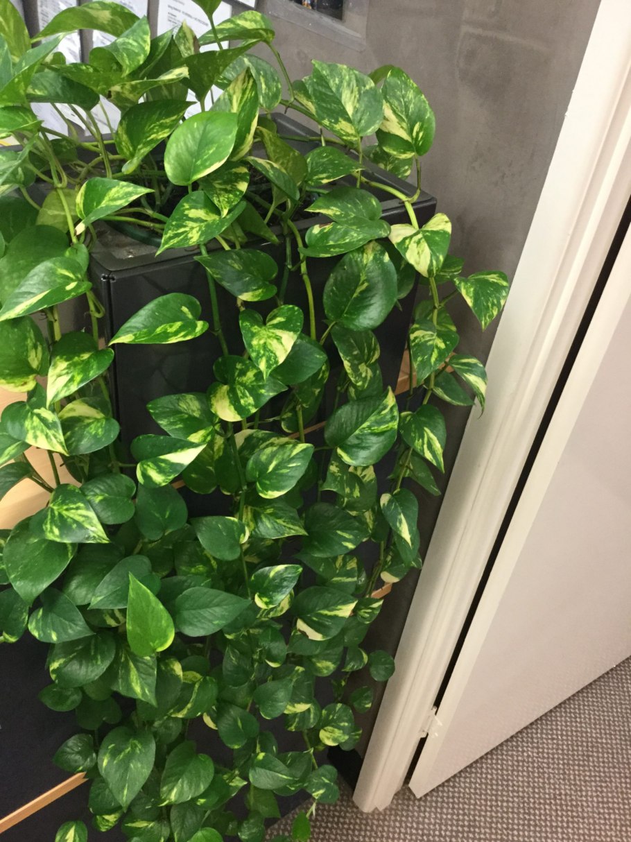 Сциндапсус цветок отросток