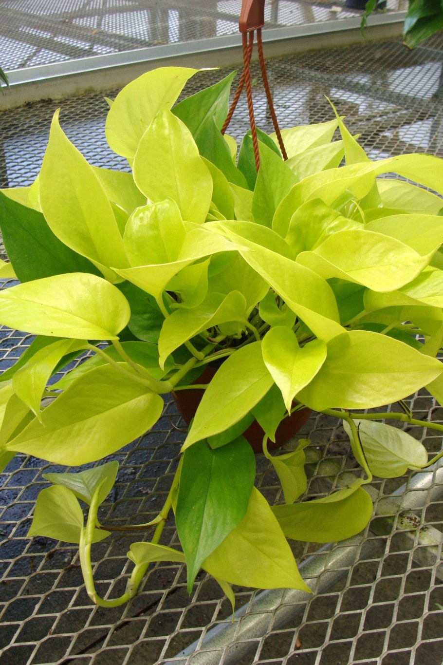 Эпипремнум Марбл Квин