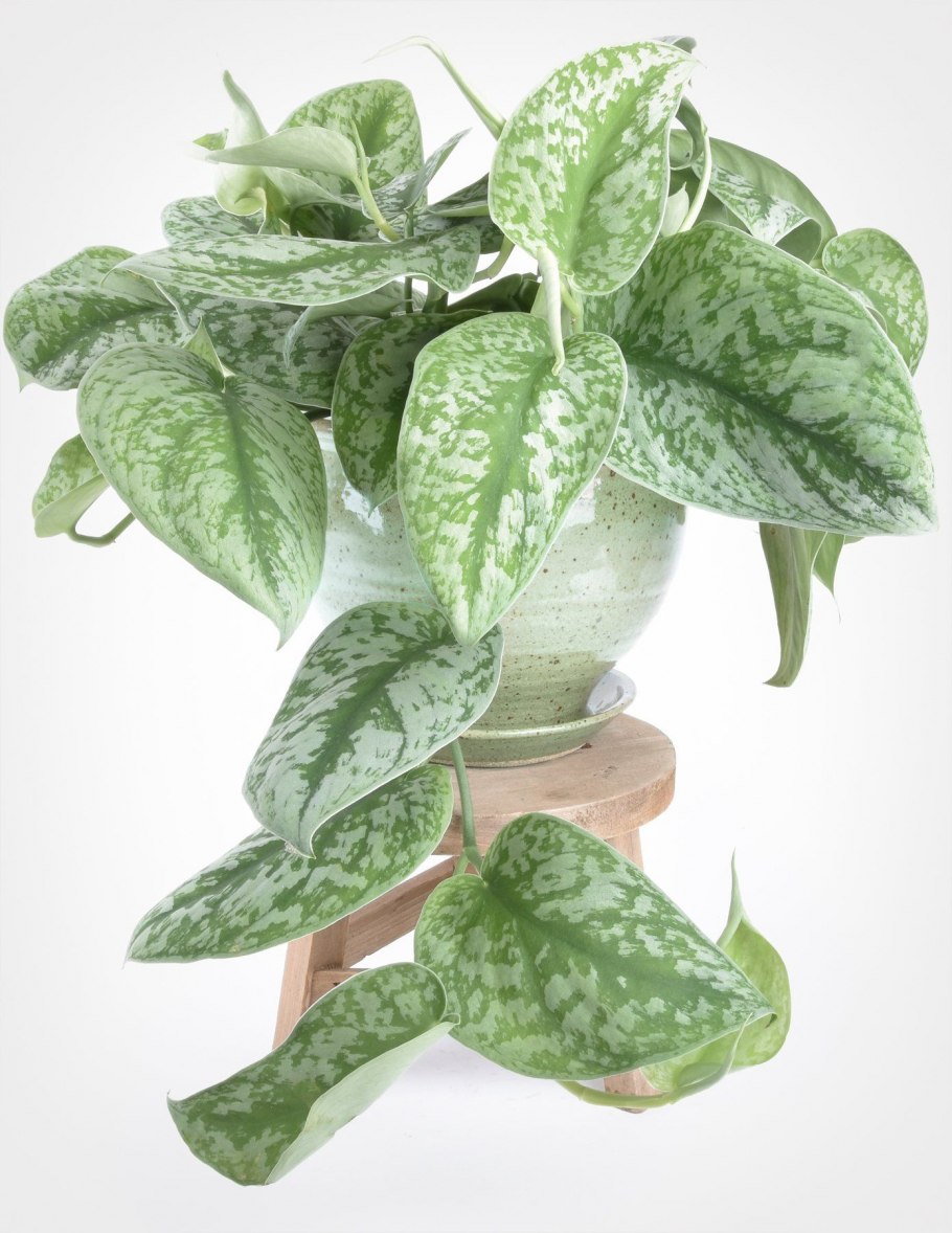 Лиана сциндапсус размножение