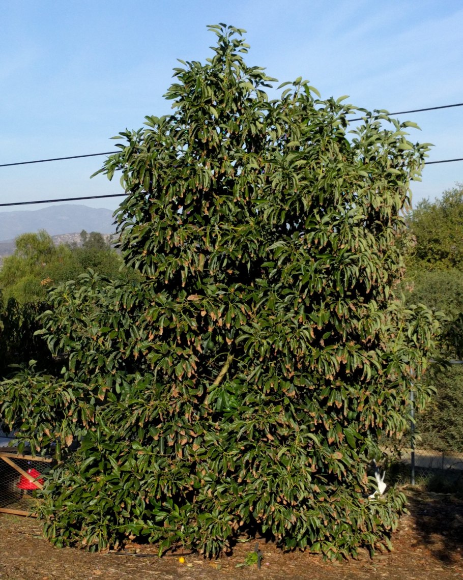 Авокадо бежит