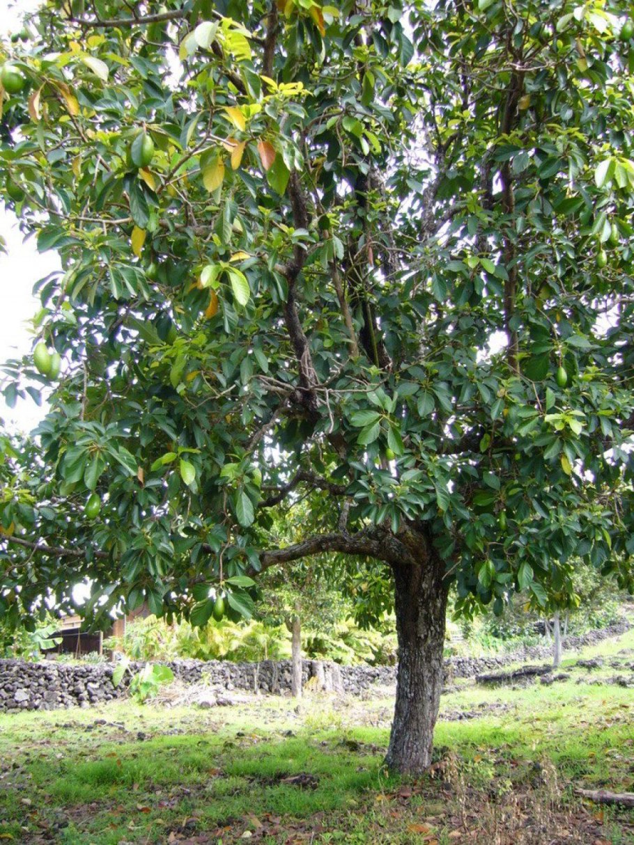 Авокадо куст дерево
