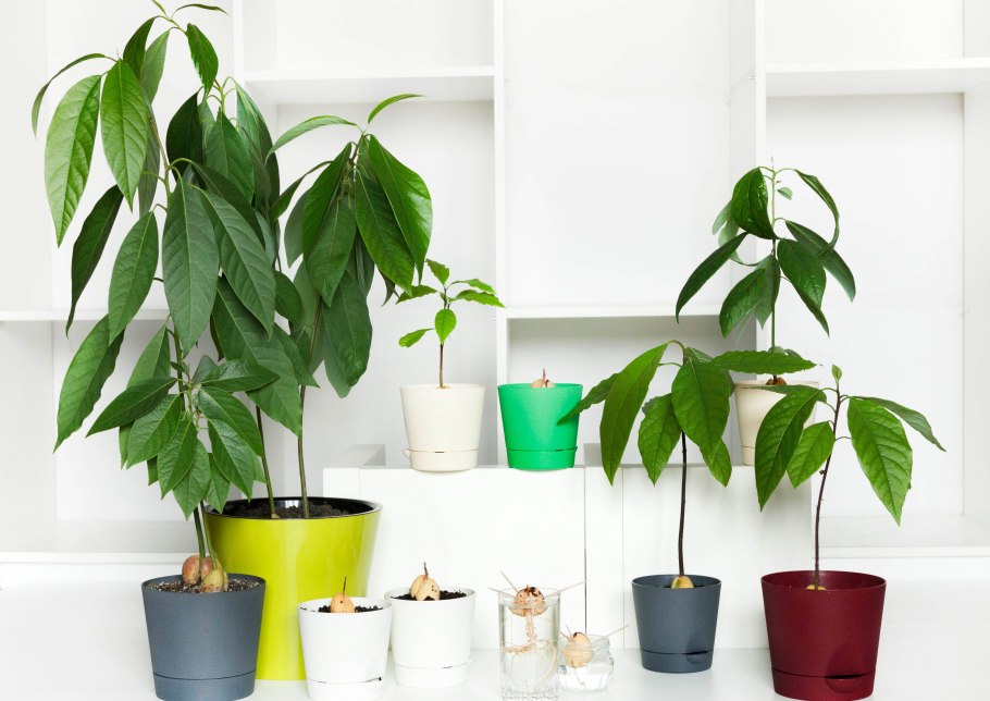 Авокадо комнатное растение