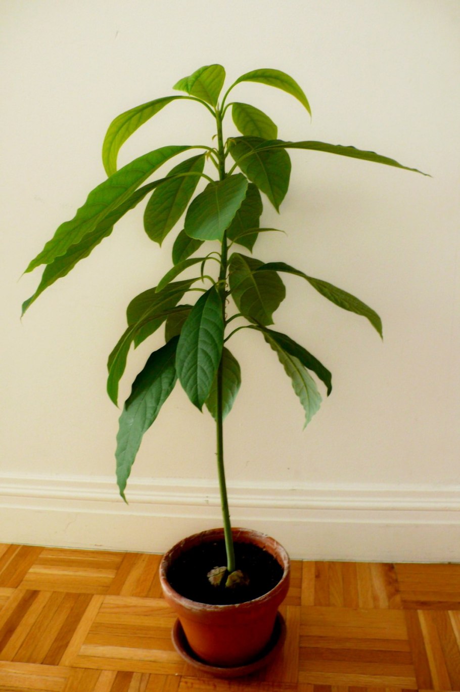 Авокадо дерево цветы