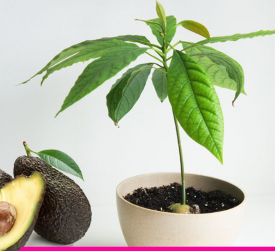 Авокадо Хаас дерево