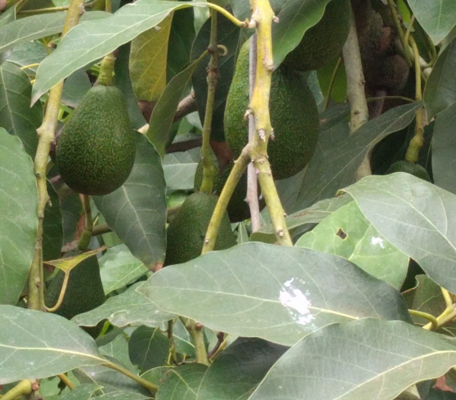 Авокадо куст