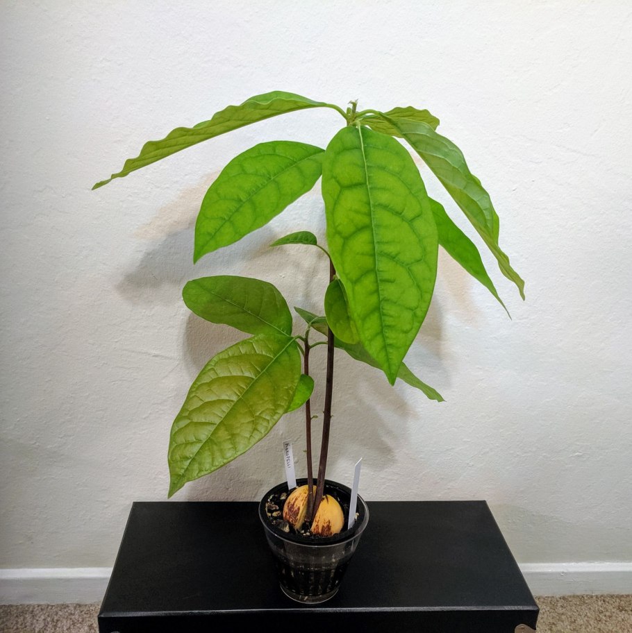 Авокадо куст дерево