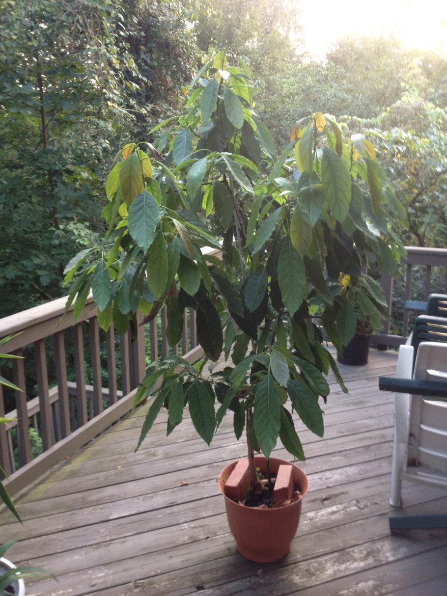 Персея американская дерево