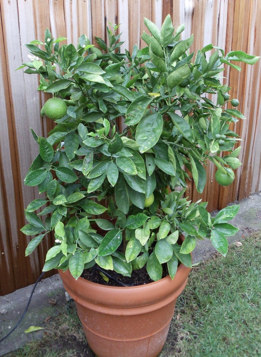 Авокадо куст дерево